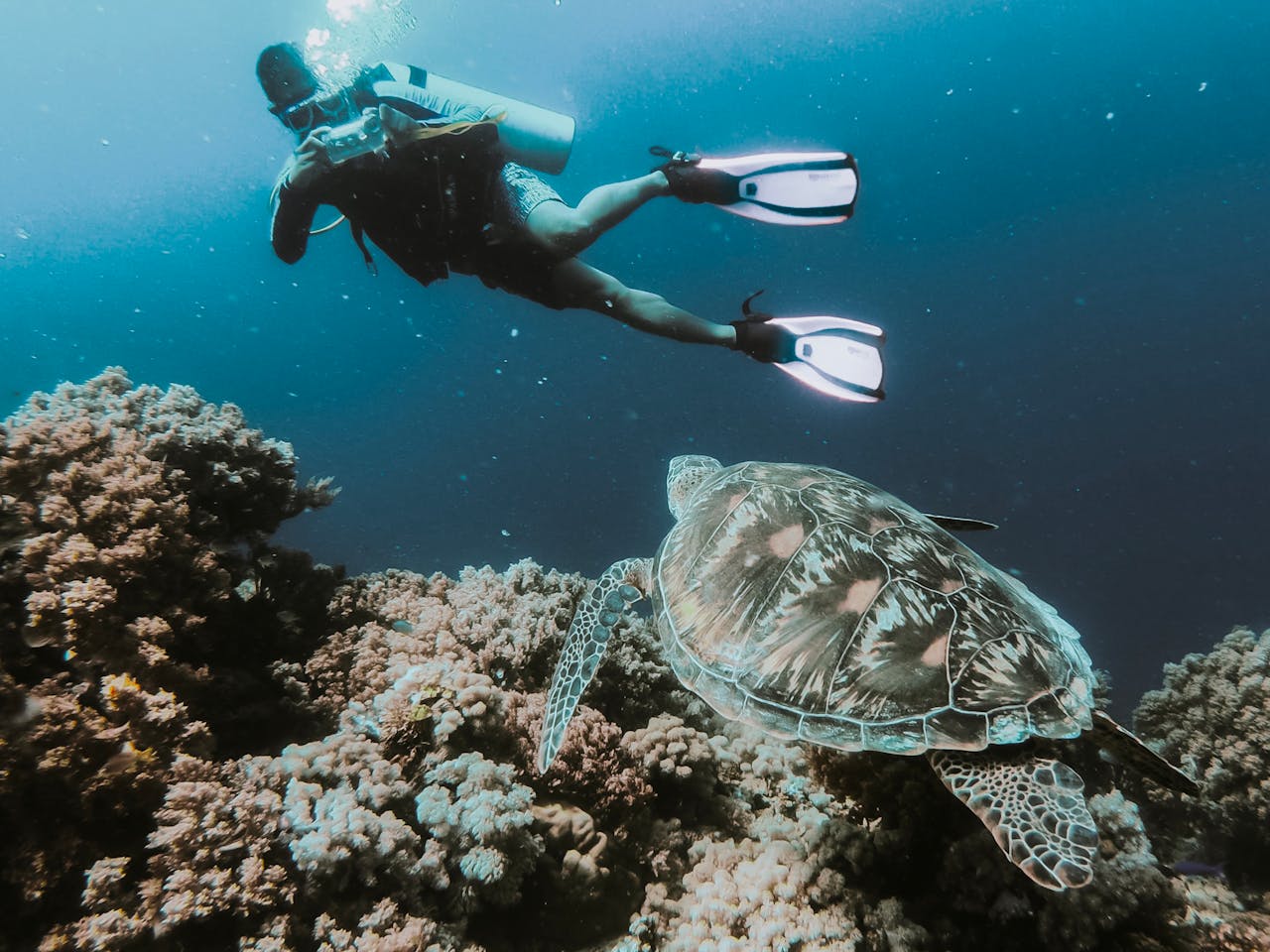 services-07 Diver exploring coral reef alongside a swimming sea turtle in clear tropical waters.