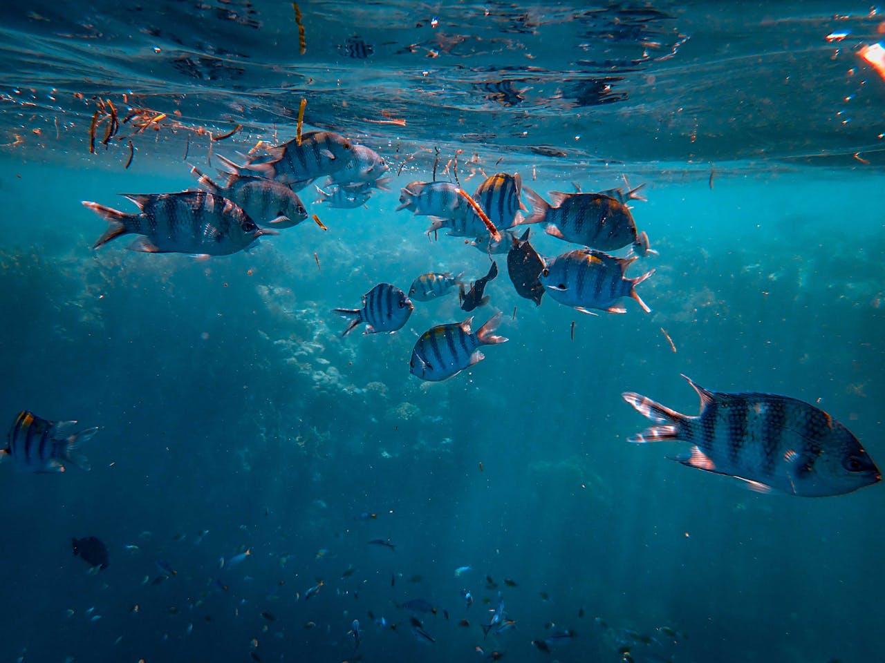 gallery-01 Vibrant school of Sergeant Major fish swimming underwater in clear ocean water during daylight.