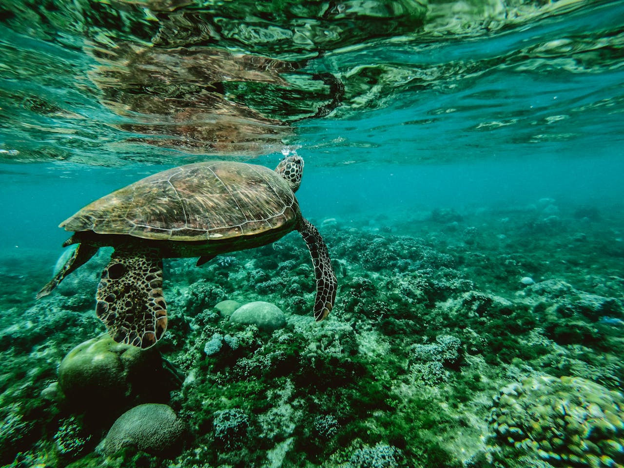 gallery-04 Explore the beauty of a sea turtle gliding through a colorful underwater coral reef.